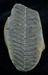 Fern Fossil From Mazon Creek - Million Years Old #2147-1